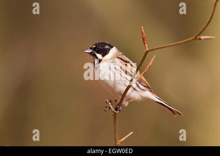 Roseau commun (Emberiza schoeniclus) mâle adulte se percher sur une branche, Norfolk, Angleterre Banque D'Images