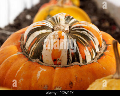 Turks Turban Gourd Banque D'Images