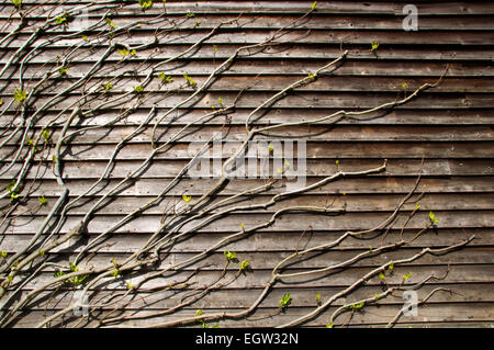Les pousses vertes sur une vigne rampante contre un mur lambrissé de bois Banque D'Images