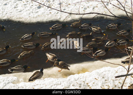 Beaucoup de canards dans l'eau Banque D'Images