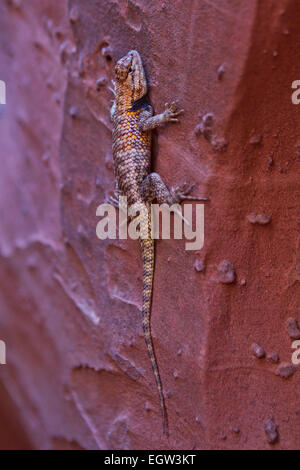 Desert Spiny Lizard (Sceloporus Magister) escalade un mur dans un canyon à créneaux, Utah Banque D'Images