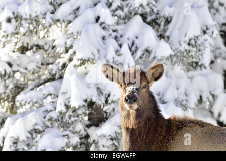 L'hiver un portrait d'une femme 'Wapiti Cervus elaphus', contre les arbres couverts de neige en Alberta au Canada. Banque D'Images