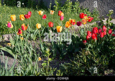 Avec parterre de tulipes au printemps dans de nombreuses couleurs, Suède, en mai. Banque D'Images