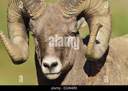 Un portrait d'un mouflon d'Orvis canadensis, prises à l'automne la lumière du soleil. Banque D'Images