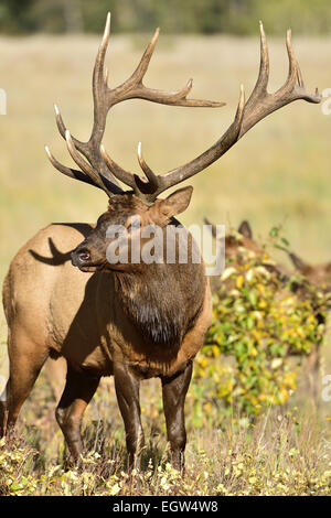 Un énorme 'Bull Elk Cervus elaphus', debout dans un champ avec des feuilles et de l'herbe Banque D'Images