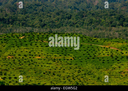 Palmiers à huile récemment plantés sur une zone de plantation, dans un fond de forêt vierge à Langkat, au nord de Sumatra, en Indonésie. Banque D'Images