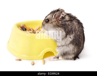 Manger de la souris bol jaune isolé sur fond blanc Banque D'Images