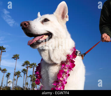 Dog wearing lei à l'allée de la plage à Santa Monica, Californie Banque D'Images