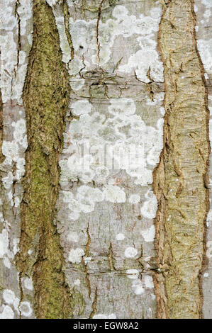 Close-up de l'écorce des arbres Banque D'Images