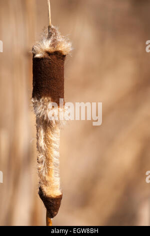 Queue de chat commune (Typha latifolia) qui va se semer Banque D'Images