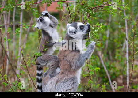 La mère et le bébé de lemur à queue annulaire (Lemur catta) se fourragent sur les feuilles de l'arbre. Apenheul Primate Park, Apeldoorn, pays-Bas Banque D'Images