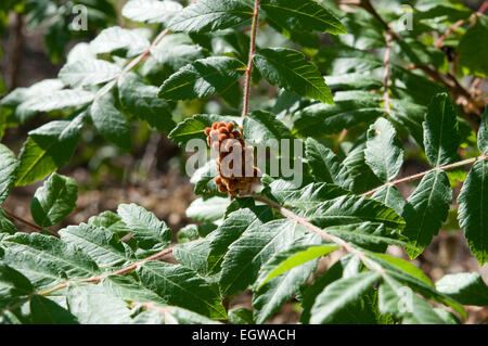 Feuilles et fruits de l'Orme, à feuilles de sumac Rhus coriaria Banque D'Images