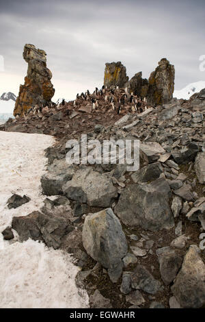 L'Antarctique, l'île de la demi-lune, Baliza Hill, colonie de manchots à jugulaire sur piton rocheux Banque D'Images