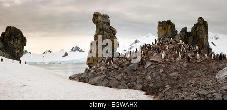 L'Antarctique, l'île de la demi-lune, Baliza Hill, colonie de manchots à jugulaire, vue panoramique Banque D'Images