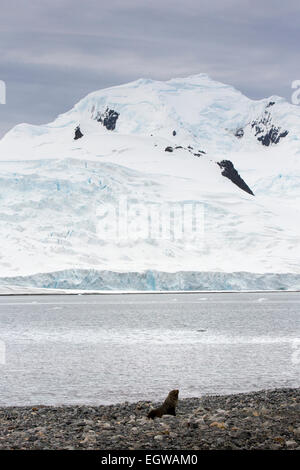 L'antarctique, de la demi-lune est, Antacctic fur seal, Arctocephalus gazella, on Rocky beach Banque D'Images