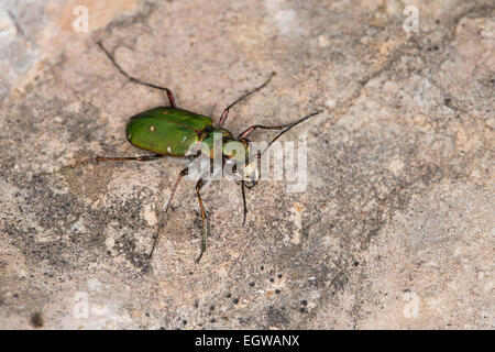 Green tiger beetle, Feld-Sandlaufkäfer Feldsandlaufkäfer Sandlaufkäfer,,, Feldsandläufer, Cicindela campestris Banque D'Images