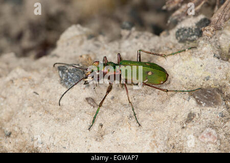 Green tiger beetle, Feld-Sandlaufkäfer Feldsandlaufkäfer Sandlaufkäfer,,, Feldsandläufer, Cicindela campestris Banque D'Images