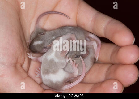 Fantaisie fantaisie, souris-souris, souris, souris, maison-Farbmäuse Hausmaus Farbmaus,,, Maus, Mus musculus, Mus musculus f. domestica Banque D'Images