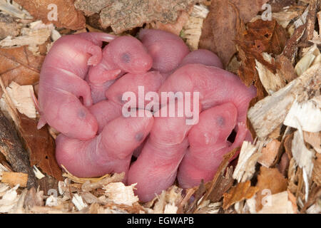 Fantaisie fantaisie, souris-souris, souris, souris, maison-Farbmäuse Hausmaus Farbmaus,,, Maus, Mus musculus, Mus musculus f. domestica Banque D'Images