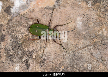 Green tiger beetle, Feld-Sandlaufkäfer Feldsandlaufkäfer Sandlaufkäfer,,, Feldsandläufer, Cicindela campestris Banque D'Images