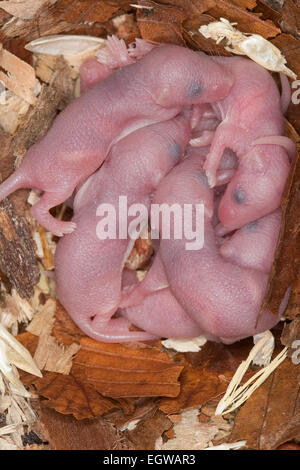 Fantaisie fantaisie, souris-souris, souris, souris, maison-Farbmäuse Hausmaus Farbmaus,,, Maus, Mus musculus, Mus musculus f. domestica Banque D'Images