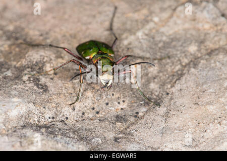 Green tiger beetle, Feld-Sandlaufkäfer Feldsandlaufkäfer Sandlaufkäfer,,, Feldsandläufer, Cicindela campestris Banque D'Images