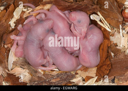 Fantaisie fantaisie, souris-souris, souris, souris, maison-Farbmäuse Hausmaus Farbmaus,,, Maus, Mus musculus, Mus musculus f. domestica Banque D'Images