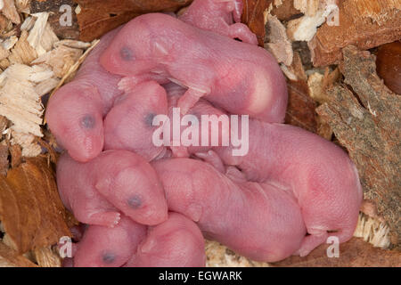 Fantaisie fantaisie, souris-souris, souris, souris, maison-Farbmäuse Hausmaus Farbmaus,,, Maus, Mus musculus, Mus musculus f. domestica Banque D'Images