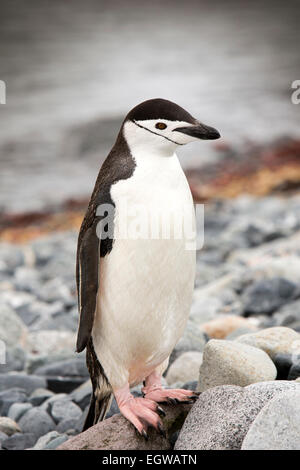 L'Antarctique, l'Île Half Moon beach, jugulaire penguin Pygoscelis antarcticus Banque D'Images