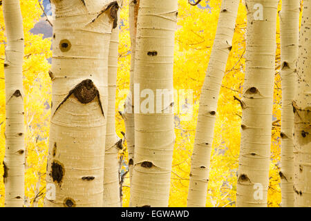 Arbres en automne, Aspen Colorado Banque D'Images