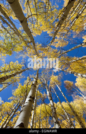 À l'automne arbres Aspen, Colorado Banque D'Images