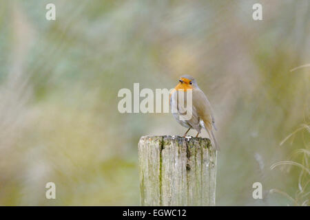 Rougegorge familier Erithacus rubecula aux abords, perché sur un sol en bois fencepost, Pays de Galles, Royaume-Uni. Banque D'Images