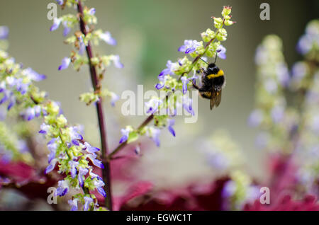 Un bourdon la collecte du pollen à partir de l'automne ces fleurs bleues. Banque D'Images