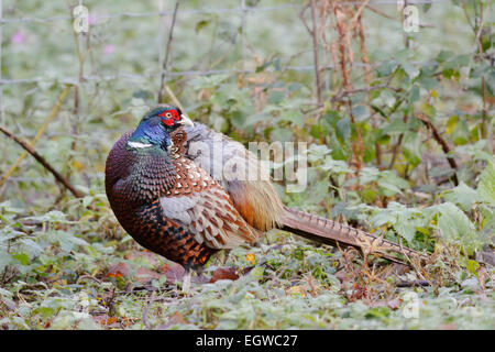 Le Faisan mâle plumage Détail montrant des SW race asiatique Phasianus torquatus, Pays de Galles, Royaume-Uni. Banque D'Images