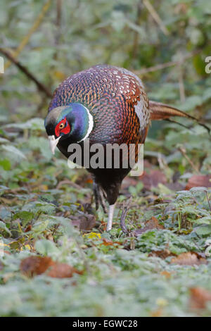 Le Faisan mâle plumage Détail montrant des SW race asiatique Phasianus torquatus, Pays de Galles, Royaume-Uni. Banque D'Images