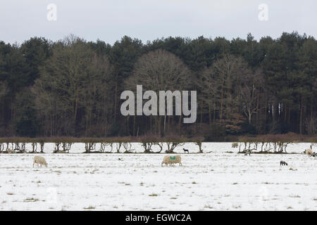 La fin de l'hiver / début du printemps. Les brebis avec agneaux paissant dans un champ couvert de neige contre forêts denses. Banque D'Images