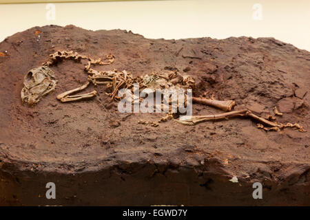 La Chine, Skelton de Mini Yulong Banque D'Images