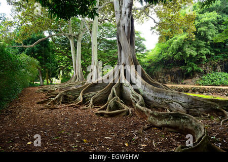 Les racines noueuses de Ficus à Allerton national au sein d'i Lawa Valley, Kauai, Hawaii, USA Banque D'Images