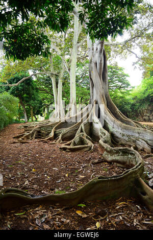 Les racines noueuses de Ficus à Allerton national au sein d'i Lawa Valley, Kauai, Hawaii, USA Banque D'Images