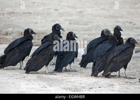 Un groupe de vautours noirs debout sur la plage. Les vautours noirs, Coragyps atratus, également connu sous le nom de vautour noir américain. Banque D'Images