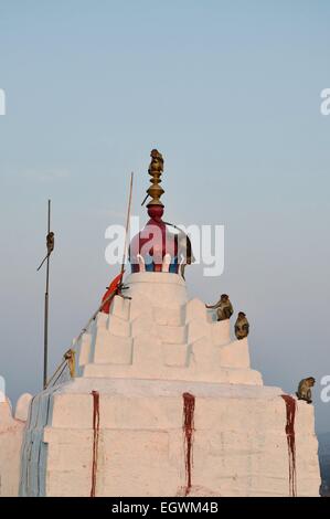 Singes dans Temple de Hanuman, Hampi, Karnataka, Inde Banque D'Images