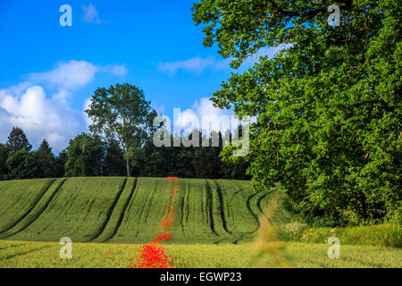 Un champ de coquelicots près de Bewdley, près de Kinver, Kidderminster & Cookley, Worcestershire au Royaume-Uni Banque D'Images