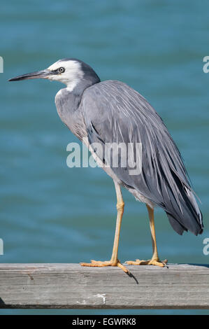 Une aigrette à face blanche (ardea novaehollandiae), Mapua, Tasman, île du Sud, Nouvelle-Zélande Banque D'Images