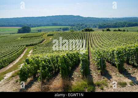 Vignes de Champagne près de Trigny village de Champagne, France, Europe Banque D'Images