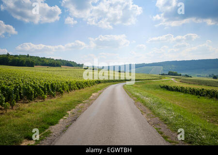 Route sur la Route du Champagne entre Festigny et Leuvigny villages de Champagne, France, Europe Banque D'Images