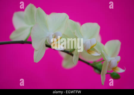 Romantique superbe orchidée Phalaenopsis jaune pâle Jane Ann Butler Photography JABP735 Banque D'Images