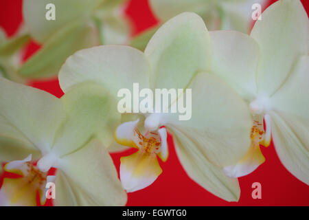 Romantique superbe orchidée Phalaenopsis jaune pâle Jane Ann Butler Photography JABP734 Banque D'Images