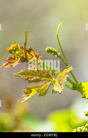 Les bourgeons de printemps bourgeonnant sur une vigne dans le vignoble. Profondeur de champ. Banque D'Images