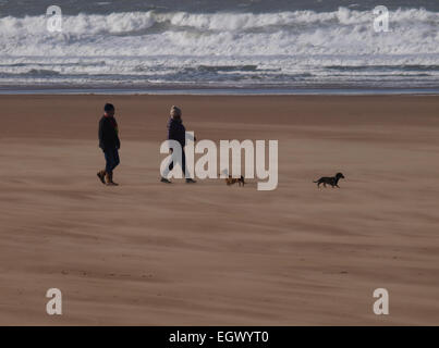 Promenade de chien d'hiver sur la plage, plage de Woolacombe, Devon, UK Banque D'Images