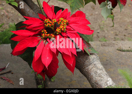 Un poinsettia rouge croissant dans un jardin de fleurs à Cotacachi (Équateur) Banque D'Images